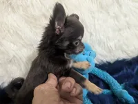 AKC Tiny Reeses , a male Chihuahua for sale in Wittmann, AZ – 6 of 8