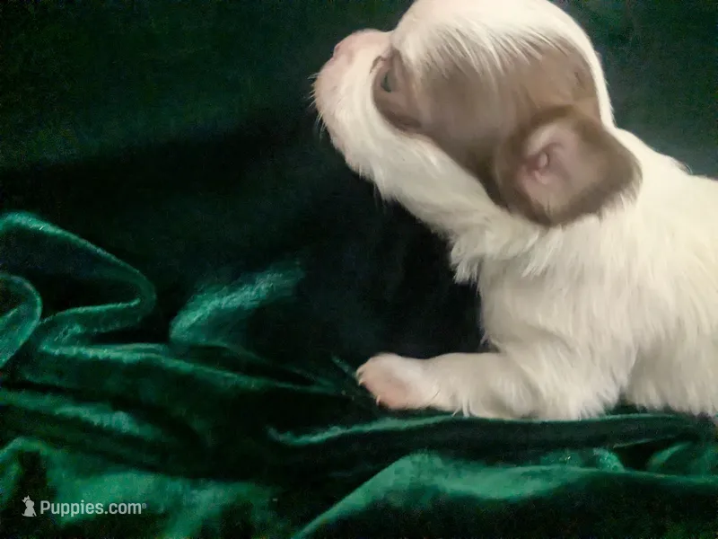 Prince LC  – Chihuahua puppy for sale in Wittmann, AZ