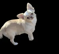 Lisa Marie LC , a female Chihuahua for sale in Wittmann, AZ – 8 of 9