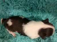 LC Peanut , a male Chihuahua for sale in Wittmann, AZ – 4 of 10