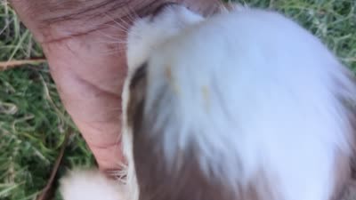 Tiny LC Prince   , a male Chihuahua for sale in Wittmann, AZ – 8 of 8