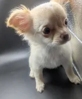 Green Eyed LC  Cherry , a female Chihuahua for sale in Wittmann, AZ – 4 of 8