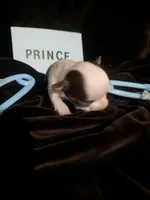 Prince LC , a male Chihuahua for sale in Wittmann, AZ – 3 of 6