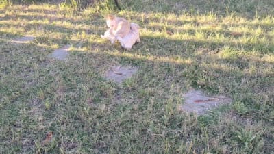 Tcup Diamond  Video , a female Chihuahua for sale in Wittmann, AZ – 2 of 7