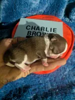 Charlie Brown , a male Chihuahua for sale in Wittmann, AZ – 4 of 6