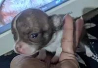 Teacup SC Cookie, a female Chihuahua for sale in Wittmann, AZ – 6 of 8