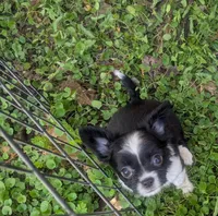 AKC Long Coat Panda, a male Chihuahua for sale in Wittmann, AZ – 6 of 9
