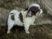 Tiny LC Prince   , a male Chihuahua for sale in Wittmann, AZ – 2 of 8