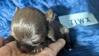 Tcup Twix , a male Chihuahua for sale in Wittmann, AZ – 4 of 5