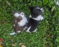 Tiny Peanut  LC , a male Chihuahua for sale in Wittmann, AZ – 5 of 8