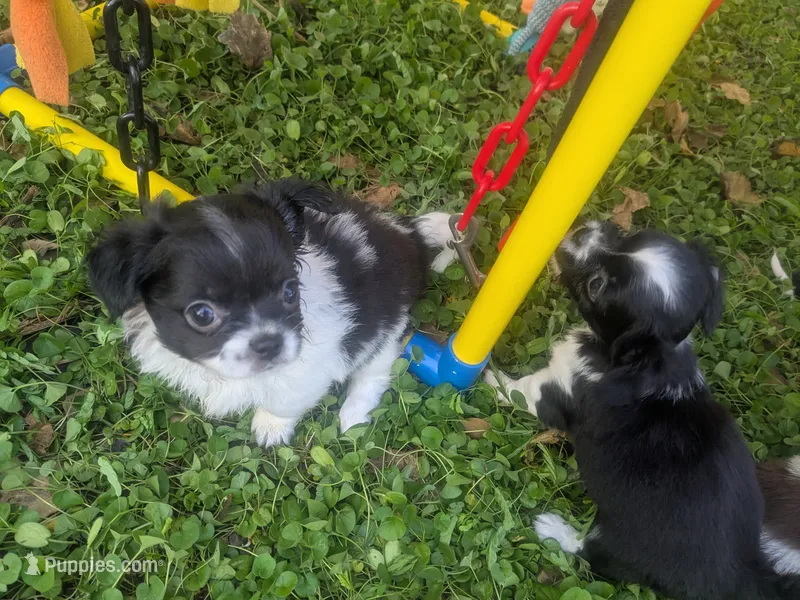 Long Coat Oreo  – Chihuahua puppy for sale in Wittmann, AZ
