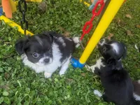 AKC Long Coat Oreo , a male Chihuahua for sale in Wittmann, AZ – 5 of 10