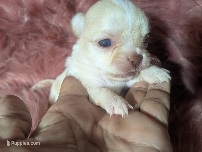 Cherry LC White Chocolate – Chihuahua puppy for sale in Wittmann, AZ