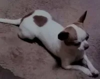 Full AKC Snow White , a female Chihuahua for sale in Wittmann, AZ – 8 of 9