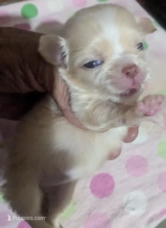 Lisa Marie LC  – Chihuahua puppy for sale in Wittmann, AZ