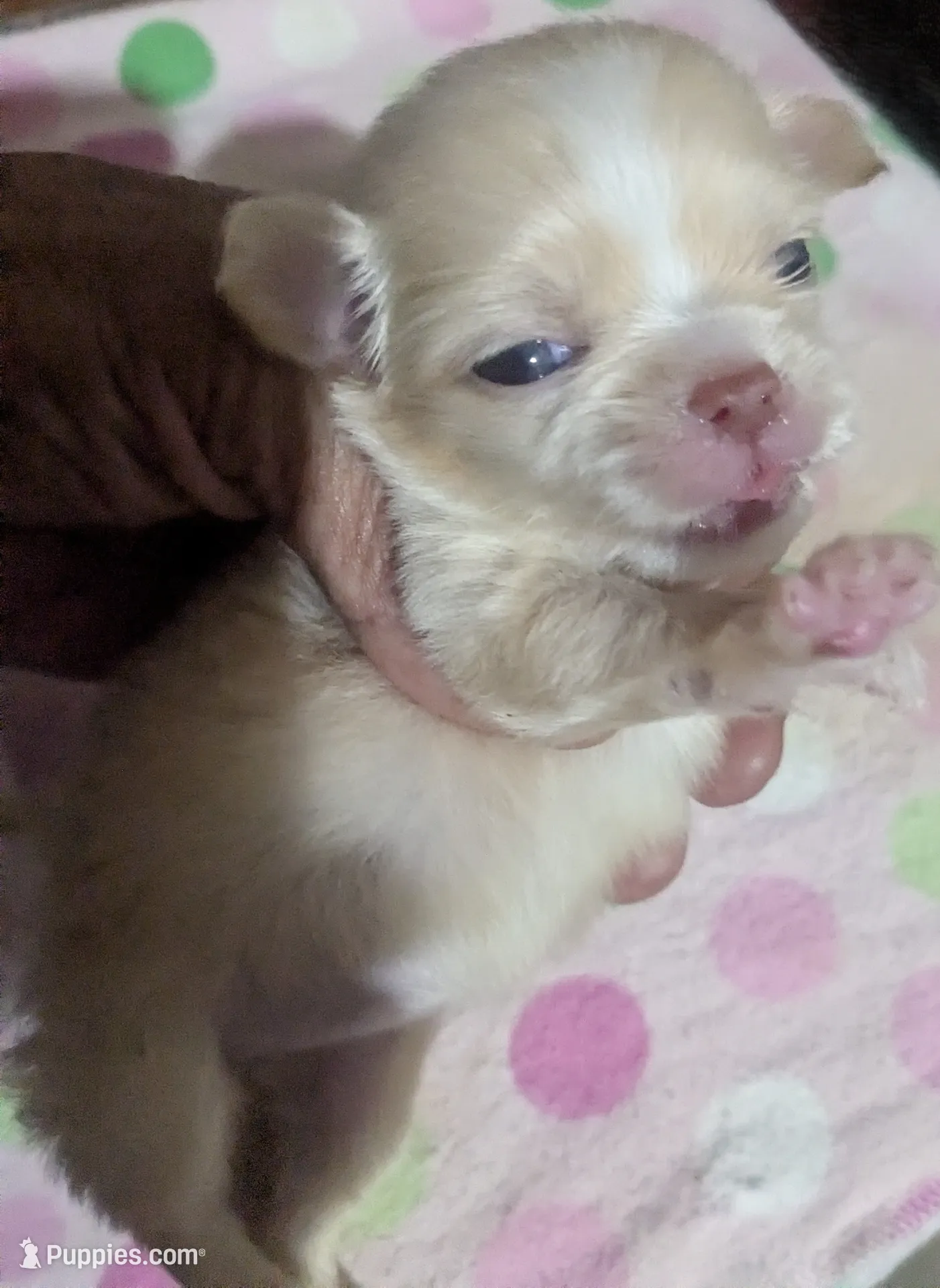 Lisa Marie LC – Chihuahua Puppy for Sale in Wittmann | Puppies.com