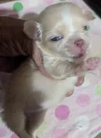 Lisa Marie LC , a female Chihuahua for sale in Wittmann, AZ – 1 of 9