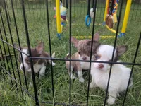 Tiny Prince  Long Coat , a male Chihuahua for sale in Wittmann, AZ – 5 of 10