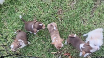 Tiny Prince  Long Coat , a male Chihuahua for sale in Wittmann, AZ – 10 of 10