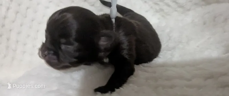 Reese Dark Chocolate Long Coat  – Chihuahua puppy for sale in Wittmann, AZ