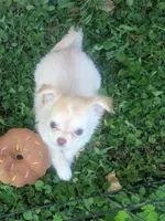 AKC LC Cherry , a female Chihuahua for sale in Wittmann, AZ – 3 of 6