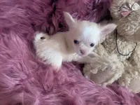 AKC Lisa Marie LC , a female Chihuahua for sale in Wittmann, AZ – 4 of 10