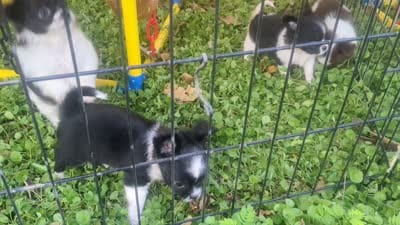AKC Long Coat Panda, a male Chihuahua for sale in Wittmann, AZ – 7 of 9
