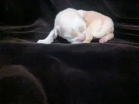 Lisa Marie , a female Chihuahua for sale in Wittmann, AZ – 5 of 7