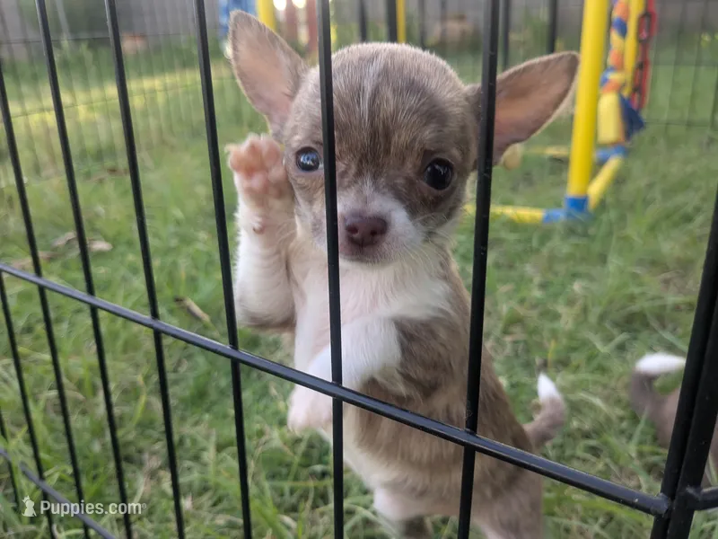 Teacup SC Cookie – Chihuahua puppy for sale in Wittmann, AZ