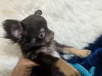 AKC Tiny Reeses , a male Chihuahua for sale in Wittmann, AZ – 7 of 8