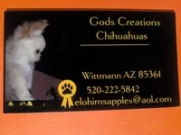 Tcup Twix , a male Chihuahua for sale in Wittmann, AZ – 5 of 5