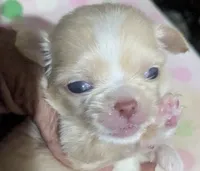 Lisa Marie LC , a female Chihuahua for sale in Wittmann, AZ – 3 of 9