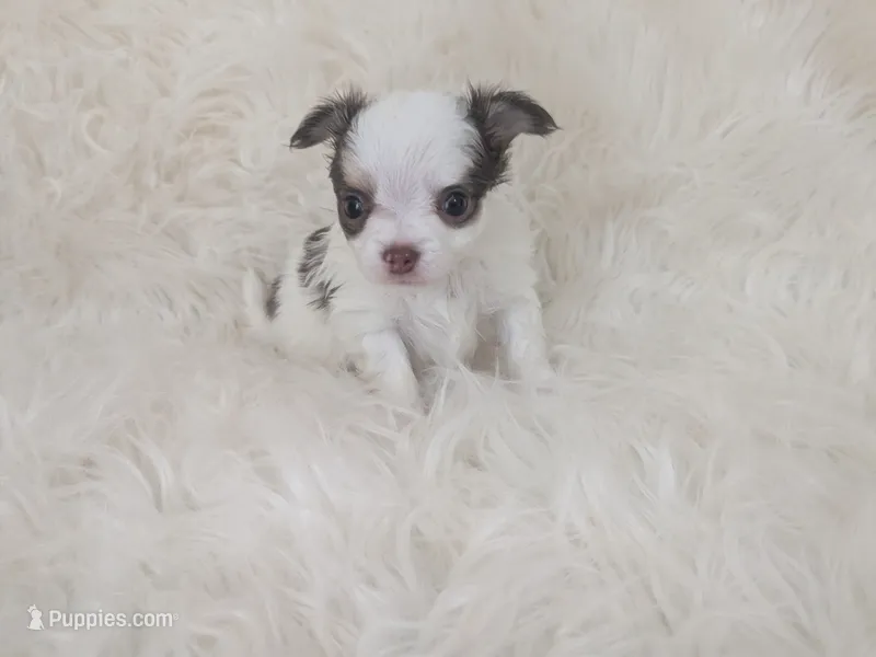 Prince LC  – Chihuahua puppy for sale in Wittmann, AZ