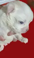 Priscilla LC , a female Chihuahua for sale in Wittmann, AZ – 2 of 7