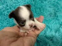 LC Peanut , a male Chihuahua for sale in Wittmann, AZ – 2 of 10