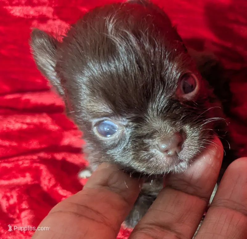 Tcup Long Coat  Twix  – Chihuahua puppy for sale in Wittmann, AZ