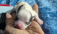 Prince, a male Chihuahua for sale in Wittmann, AZ – 3 of 8