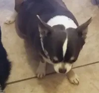 Teacup Cookie, a female Chihuahua for sale in Wittmann, AZ – 5 of 7