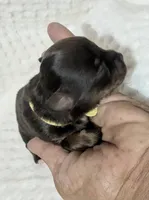 Baby Ruth LC , a female Chihuahua for sale in Wittmann, AZ – 3 of 6