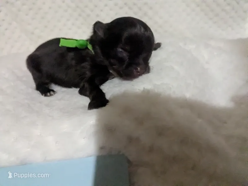 Twix  Long Coat  Dark Chocolate     – Chihuahua puppy for sale in Wittmann, AZ