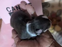 Candie , a female Chihuahua for sale in Wittmann, AZ – 5 of 9
