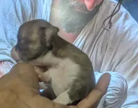 Teacup SC Cookie, a female Chihuahua for sale in Wittmann, AZ – 4 of 8