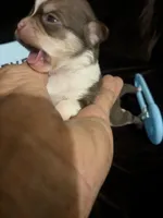 Fievel Mousekowitz  SC , a male Chihuahua for sale in Wittmann, AZ – 5 of 6