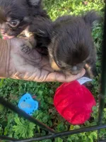 AKC Tiny Twix , a male Chihuahua for sale in Wittmann, AZ – 7 of 9