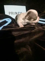 Prince LC , a male Chihuahua for sale in Wittmann, AZ – 1 of 6
