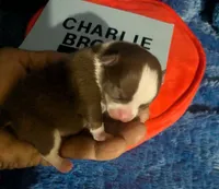 Charlie Brown , a male Chihuahua for sale in Wittmann, AZ – 2 of 6