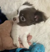 AKC Tiny Peanut  LC , a male Chihuahua for sale in Wittmann, AZ – 4 of 10