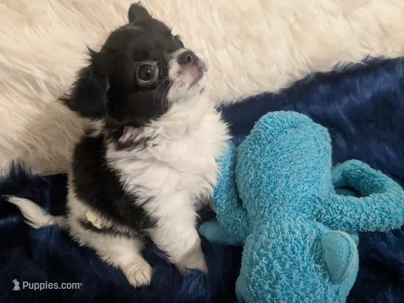 AKC Long Coat Oreo  – Chihuahua puppy for sale in Wittmann, AZ