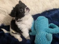 AKC Long Coat Oreo , a male Chihuahua for sale in Wittmann, AZ – 1 of 10