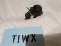 Twix  Long Coat  Dark Chocolate    , a male Chihuahua for sale in Wittmann, AZ – 4 of 5